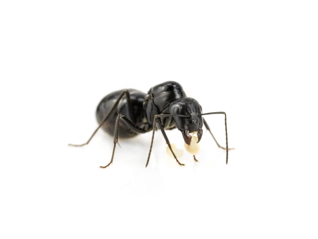 Camponotus micans